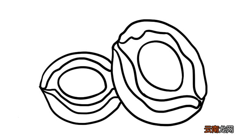 鲍鱼简笔画 鲍鱼怎么画