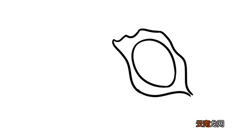 鲍鱼简笔画 鲍鱼怎么画