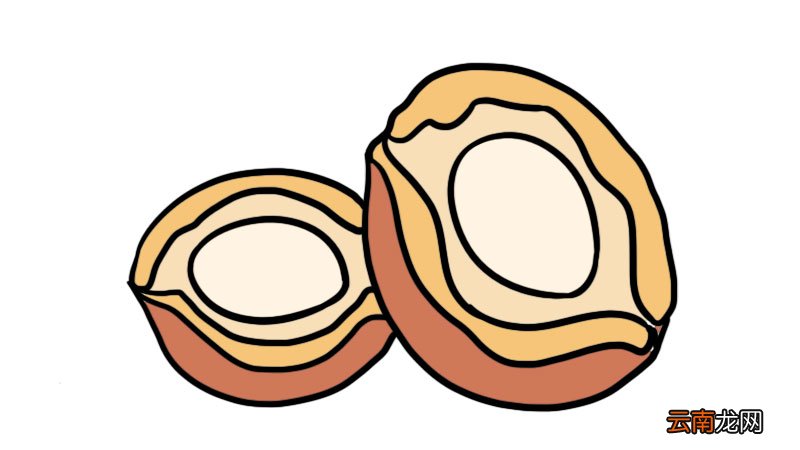 鲍鱼简笔画 鲍鱼怎么画