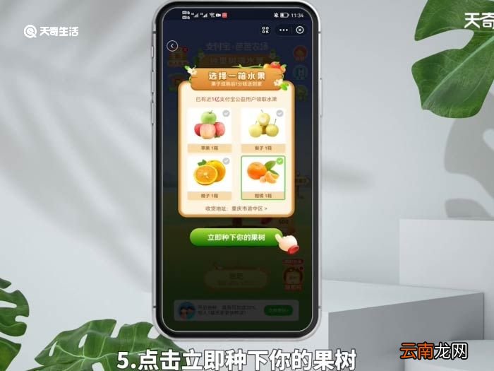 支付宝怎么种水果树,还给水果 支付宝怎么种果树领水果
