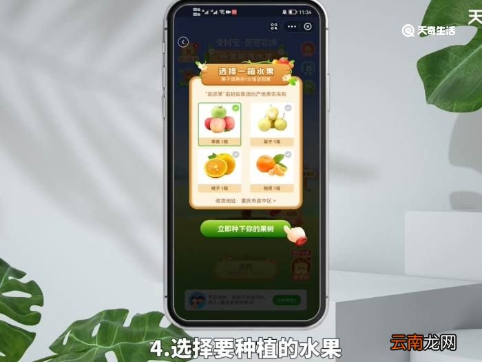 支付宝怎么种水果树,还给水果 支付宝怎么种果树领水果