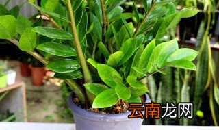 翠花掌怎么养植才长得好 翠花掌的养植方法