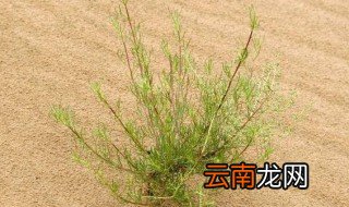 沙漠里有什么植物可以取水 沙漠里有什么植物