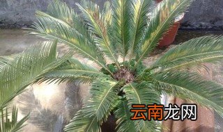 铁树叶子枯黄怎么办啊 铁树叶子发黄干枯怎么办