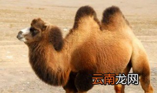 沙漠里人向骆驼取水喝的是什么