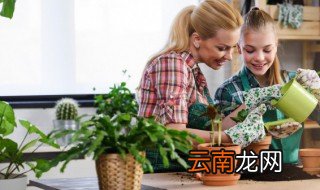 房间里放什么植物可以净化空气