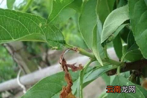 桃树防冻液什么时候打