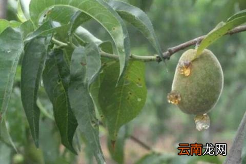 桃树防冻液什么时候打