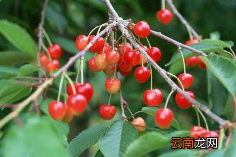 樱桃树浇水时间