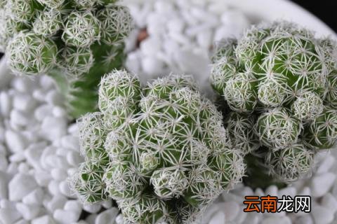 多肉上有白色的东西