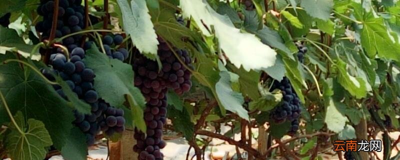 夏黑拉花拉穗药配方