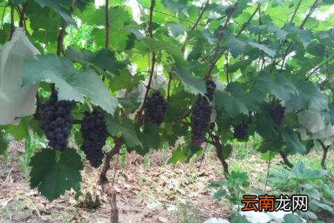 夏黑拉花拉穗药配方