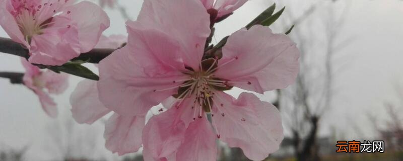 桃树开花了还能修剪吗