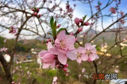 桃树开花了还能修剪吗