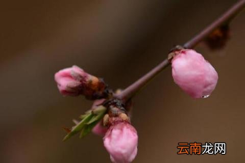 桃树开花了还能修剪吗