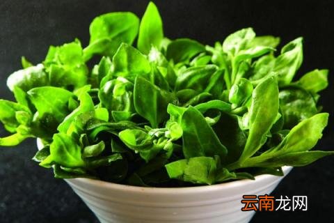 田七盆栽的种植方法