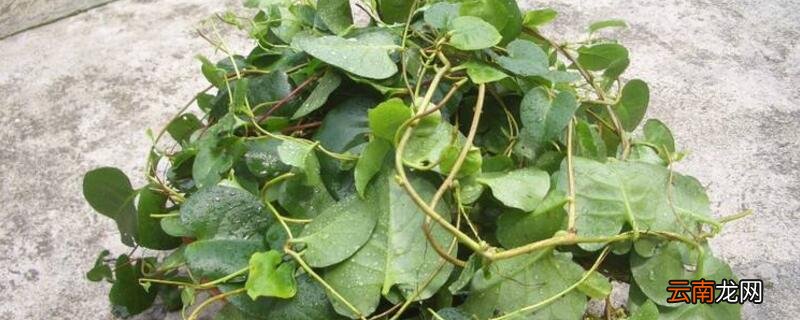 田七盆栽的种植方法