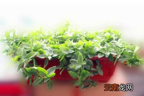 田七盆栽的种植方法