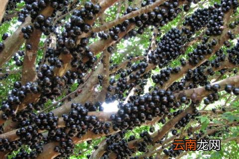 树葡萄北方能种吗