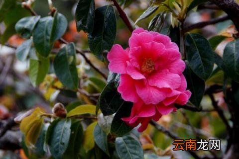 茶花树可以插枝栽培吗