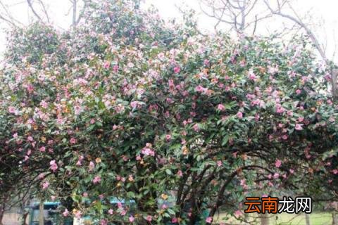 茶花树可以插枝栽培吗