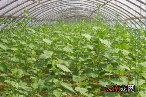 4月种什么菜
