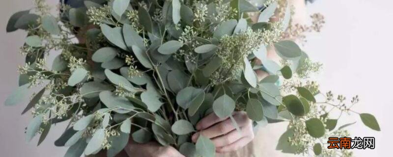 尤加利叶可以放卧室吗