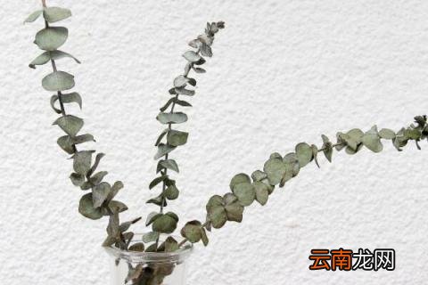 尤加利叶可以放卧室吗