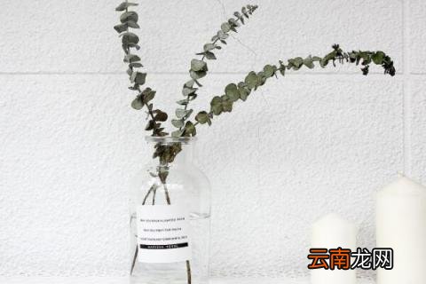 尤加利叶可以放卧室吗