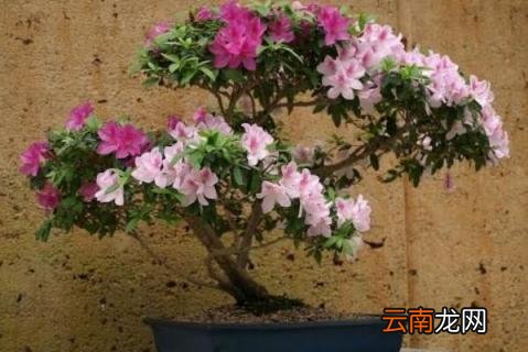 映山红老桩的栽培方法