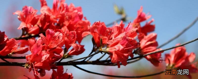 映山红老桩的栽培方法