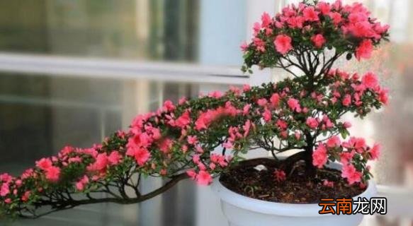 映山红老桩的栽培方法
