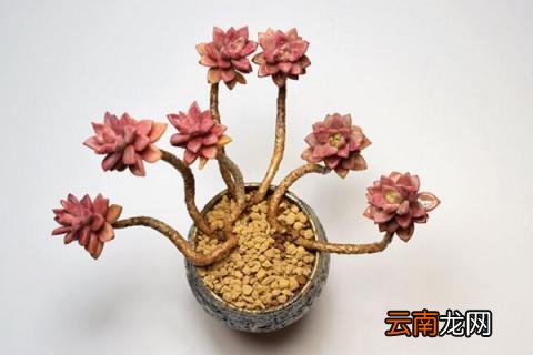 多肉悬崖桩怎么造型