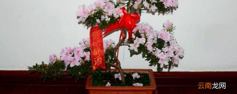 映山红怎么修剪造型