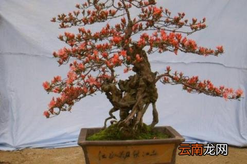 映山红怎么修剪造型