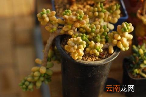 多肉悬崖桩怎么造型