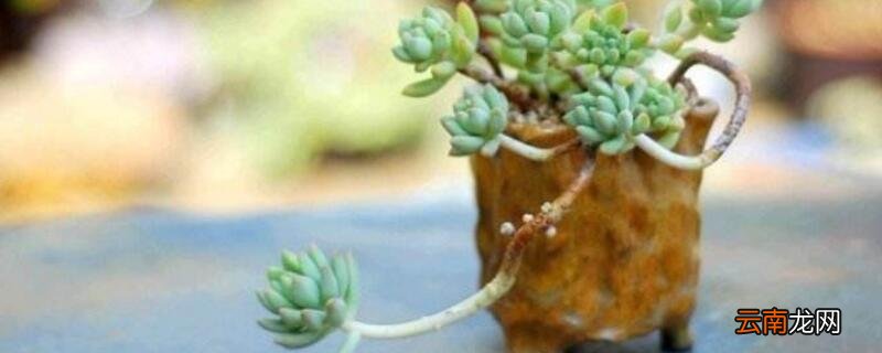 多肉悬崖桩怎么造型