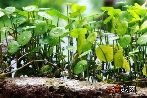 土培植物营养液滴几滴