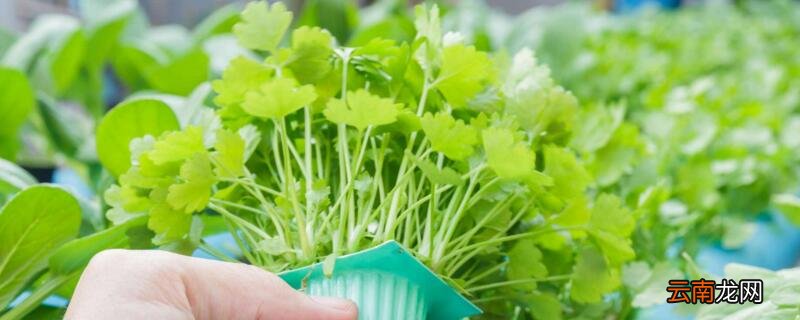 土培植物营养液滴几滴