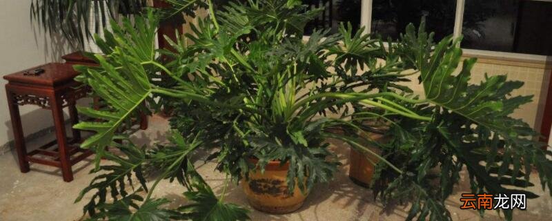 气生根植物有哪些