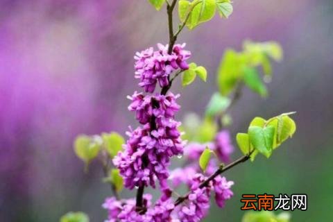 紫荆花是完全花吗