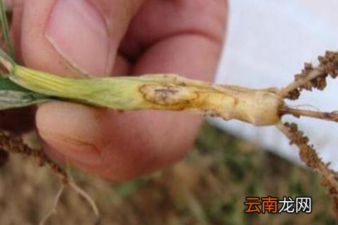 小麦纹枯病什么时候防治