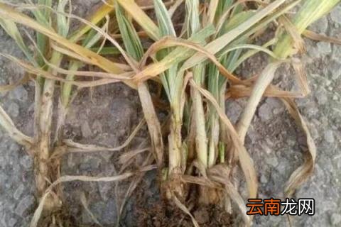 小麦纹枯病什么时候防治