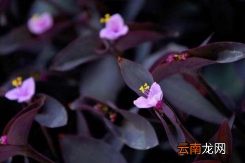 紫吊兰怎么养殖