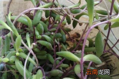 紫吊兰怎么养殖