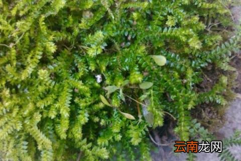 小翠云如何养殖