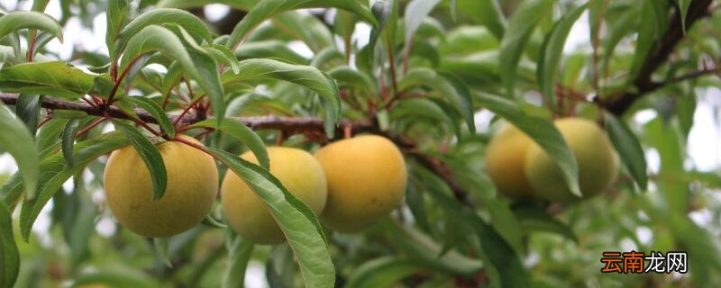 蜂糖李要不要种授粉树