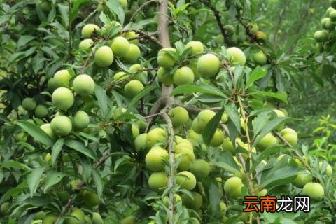 蜂糖李要不要种授粉树