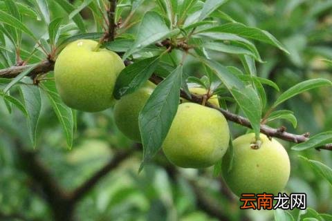 蜂糖李要不要种授粉树