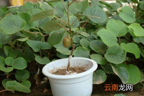 猕猴桃的施肥禁忌